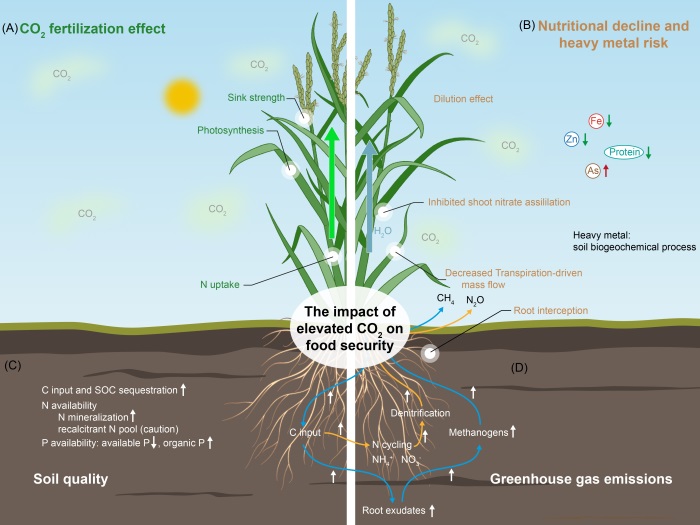 南京土壤所在Global Change Biology发表FACE-粮食安全-人群健康-应对策略特邀综述论文