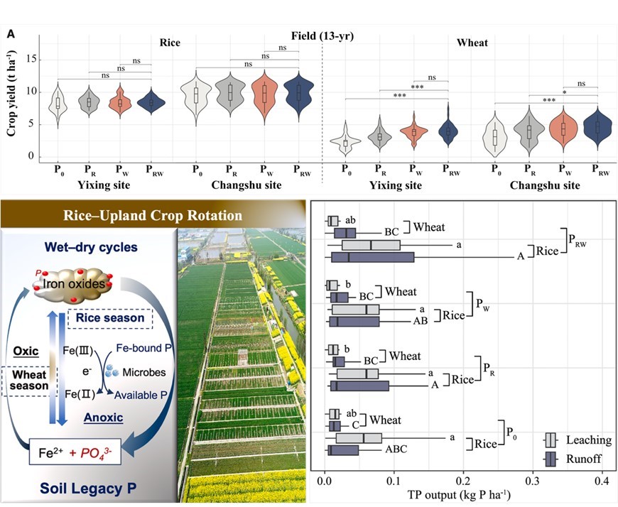 南京土壤所在One Earth发表水旱轮作体系磷肥周年运筹及环境效应研究成果